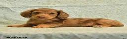 Dachshund dogs for sale: Spotty - Ad 4