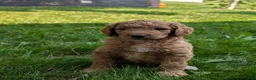 Goldendoodle dogs for sale: Annie  - Ad 7