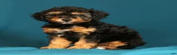 Miniature Poodle dogs for sale: Callie - Ad 4