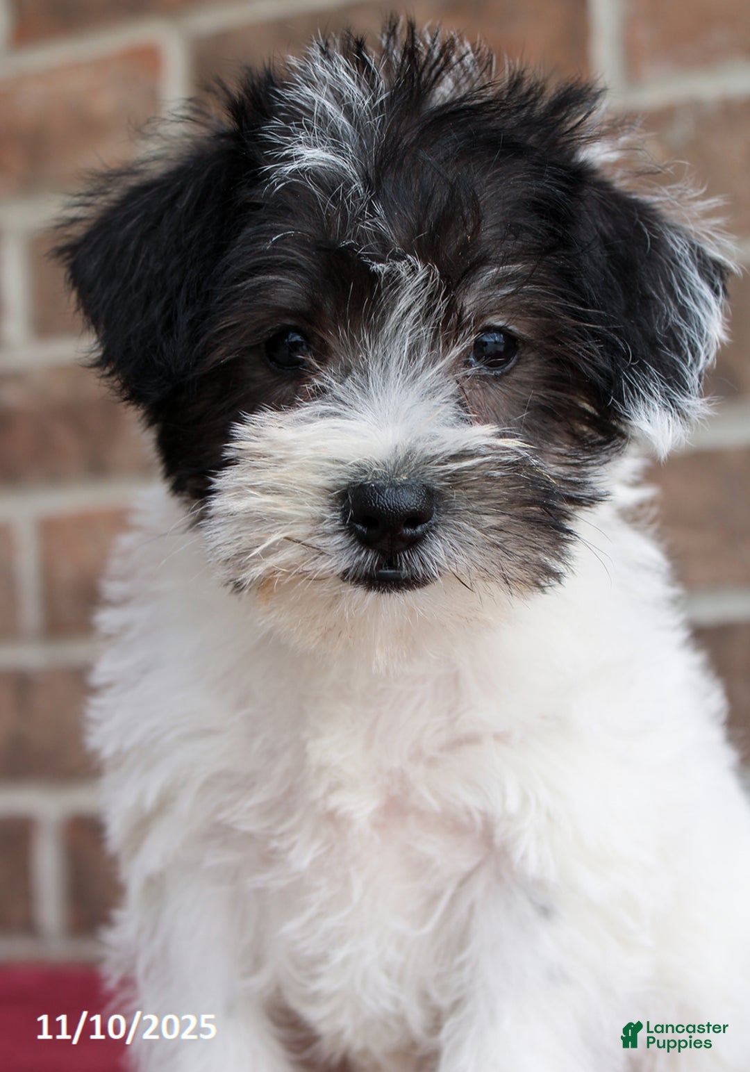 Miniature Schnauzer dogs for sale: Oreo - Ad 4
