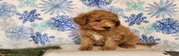 Mini Goldendoodle dogs for sale: Nash - Ad 14