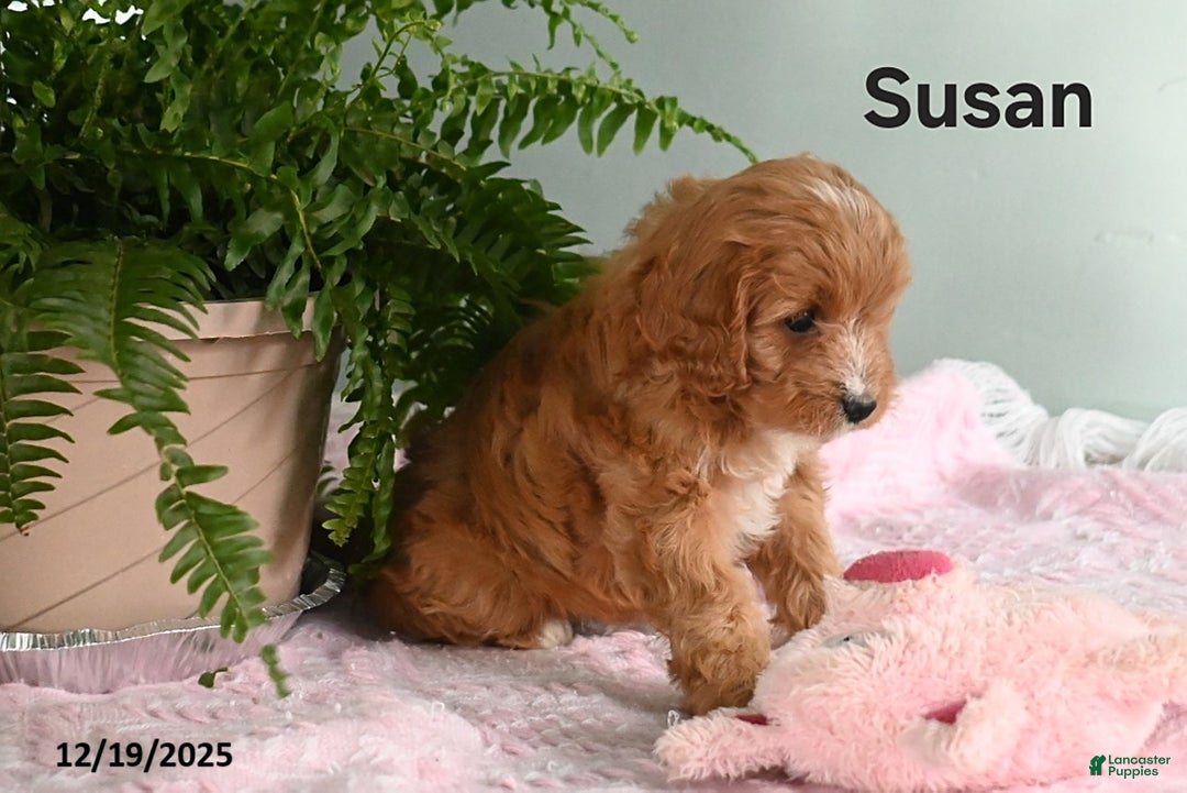 Cavapoo dogs for sale: Susan - Ad 2