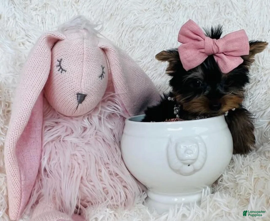 Yorkshire Terrier dogs for sale: Yorkshire Terrier 1 - Ad 3