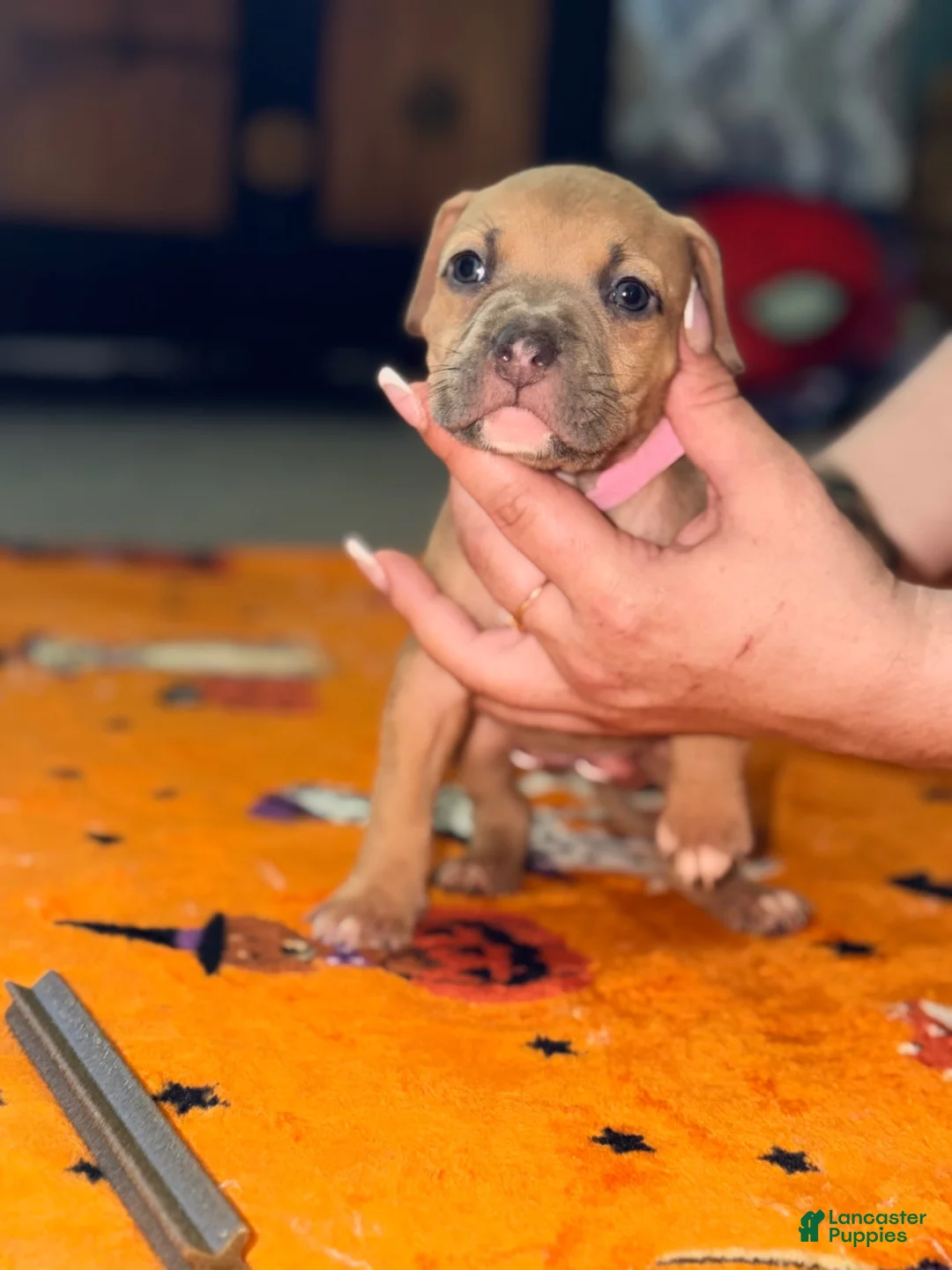 American Bully dogs for sale: American Bully 4 - Ad 11