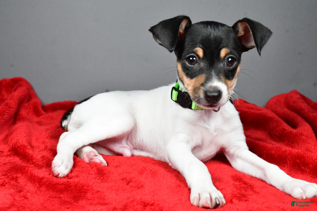 Toy Fox Terrier dogs for sale: Nash - Ad 1