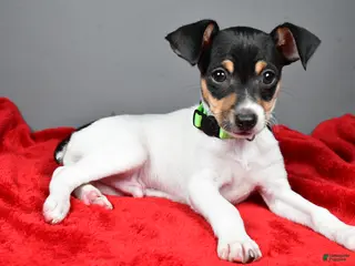 Toy Fox Terrier dogs Nash - Ad 4