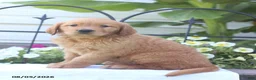 Golden Retriever dogs for sale: Checkers - Ad 4