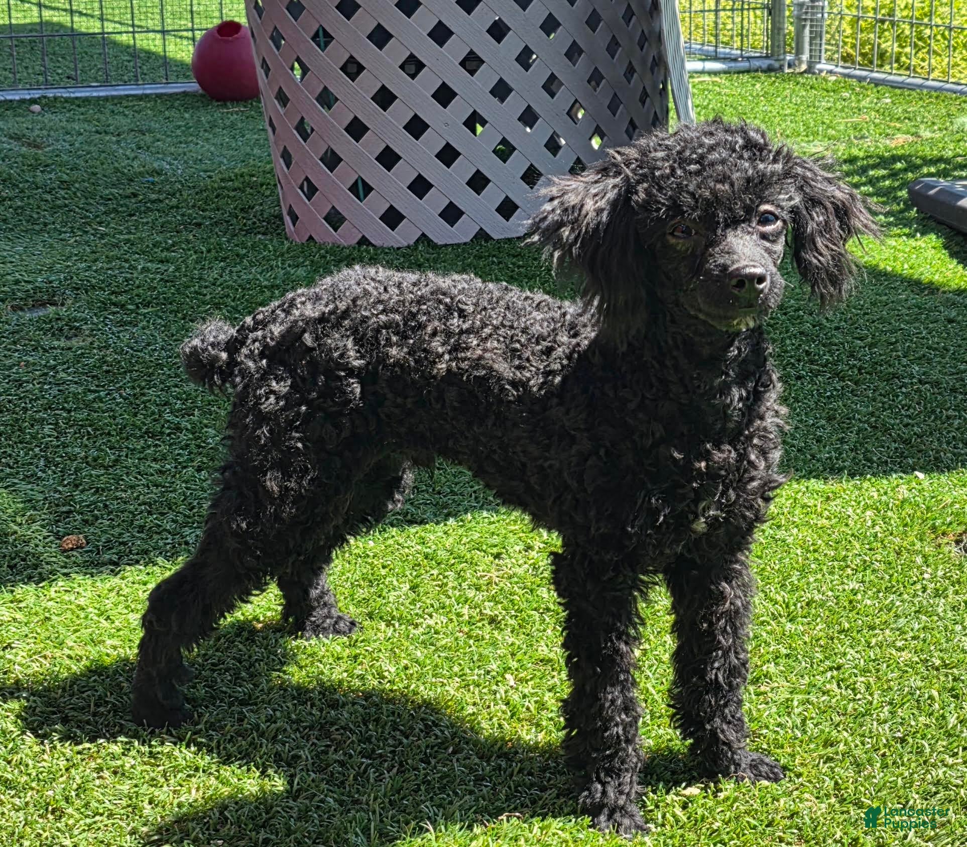 Mixed Breed dogs for sale: Dixon - Ad 1