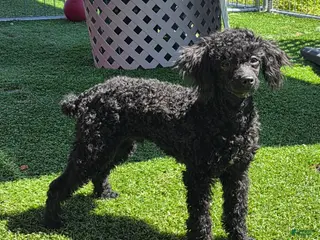 Mixed Breed dogs for sale: Dixon - Ad 3