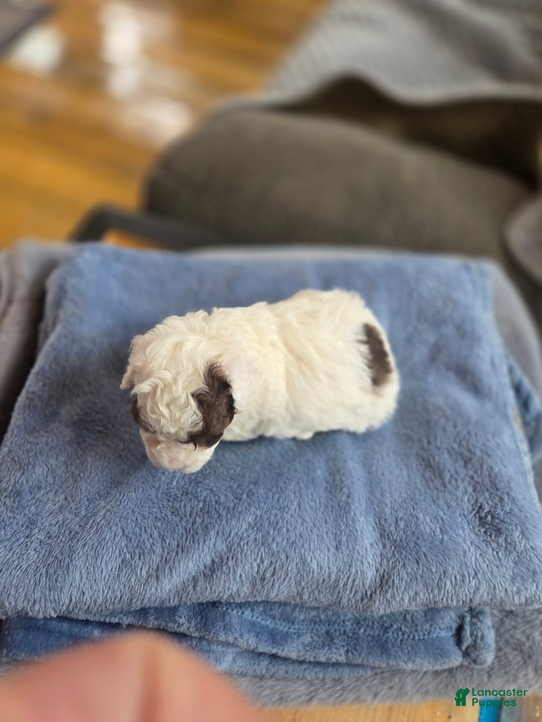 Toy Poodle dogs for sale: Toy Poodle Puppy 2 - Ad 5