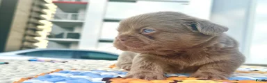 French Bulldog Puppy 2