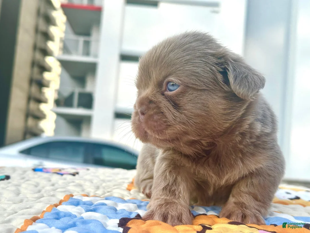 French Bulldog dogs for sale: French Bulldog Puppy 2 - Ad 1