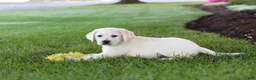 Labrador Retriever dogs for sale: Kurt - Ad 7