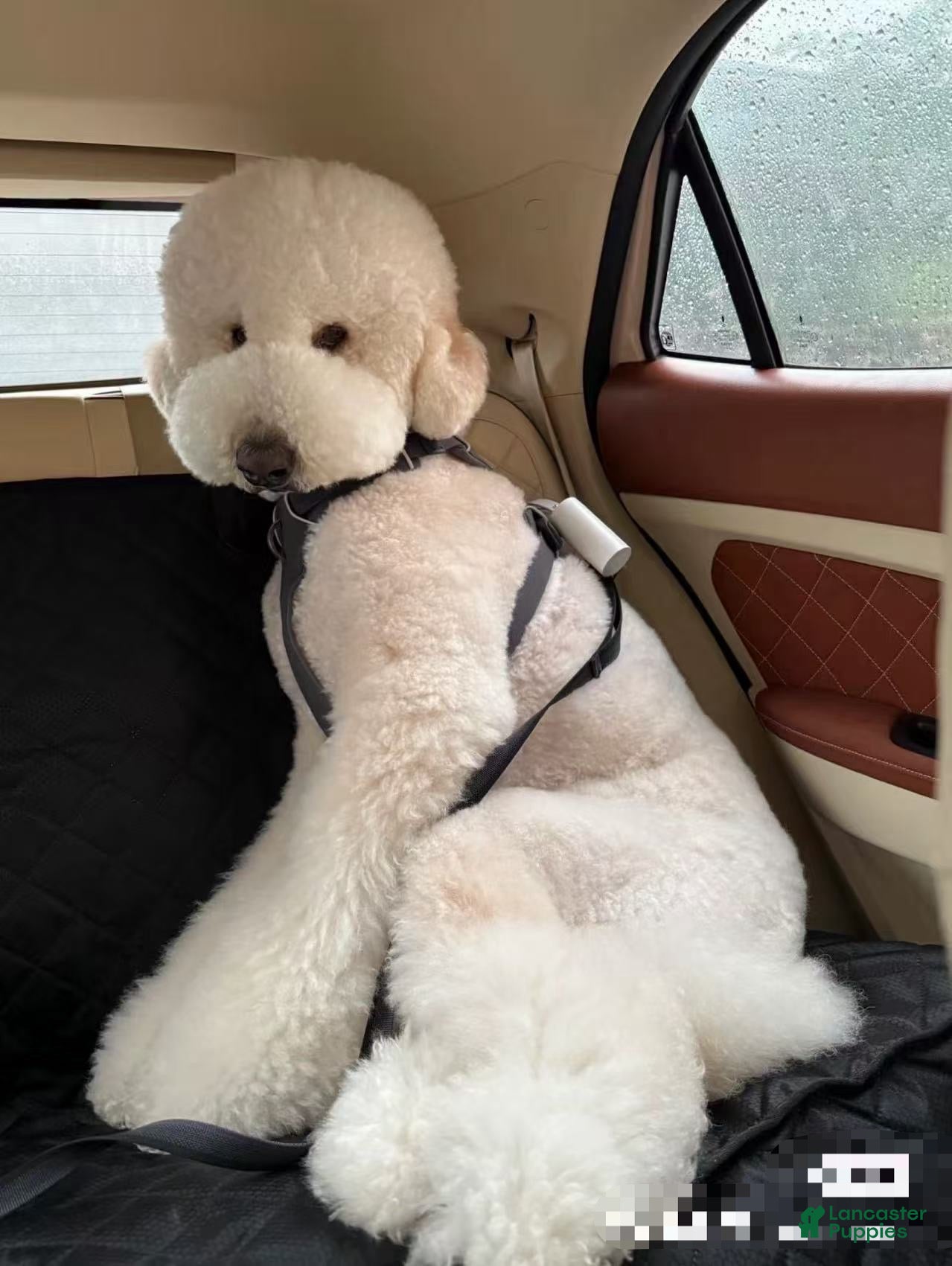 Standard Poodle dogs Standard Poodle Puppy 3 - Ad 2