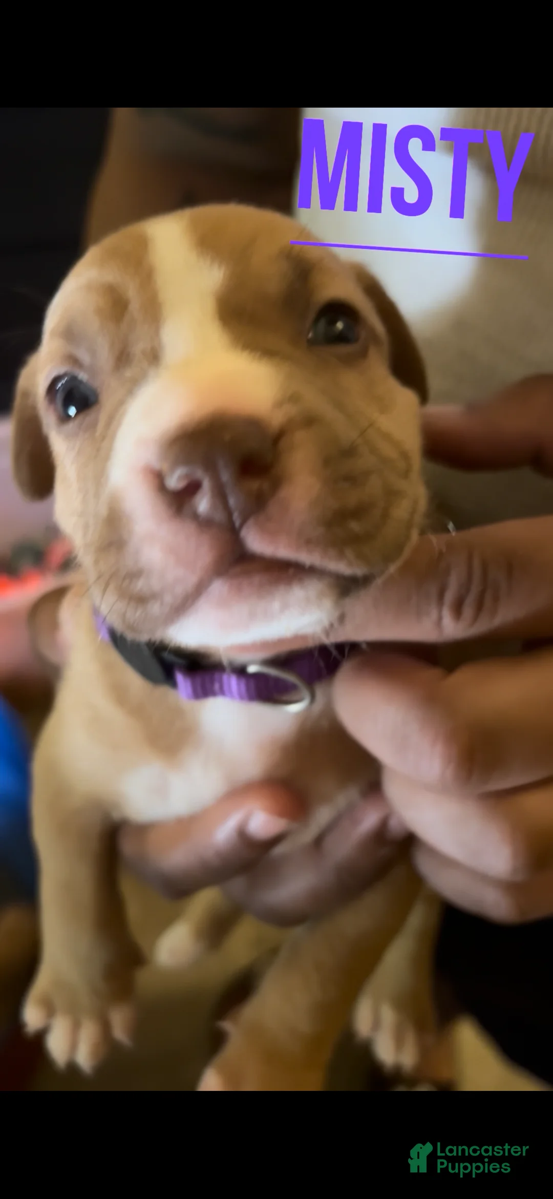 American Pit Bull Terrier dogs for sale: American Pit Bull Terrier 8 - Ad 1