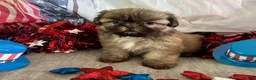 Shih Tzu dogs for sale: Kona - Ad 5
