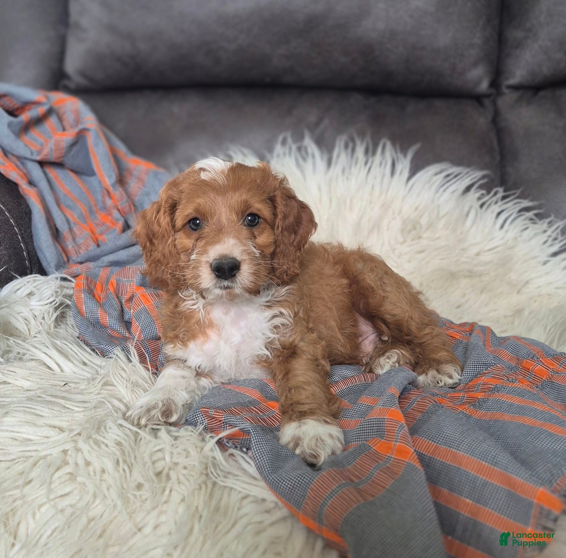 Cockapoo dogs Fred - Ad 2