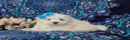 Maltese dogs for sale: Joy 7 lbs Full Grown - Ad 5
