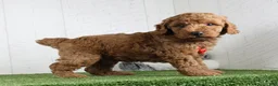 Miniature Poodle dogs for sale: Polar - Ad 3