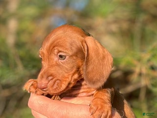 Dachshund dogs - Ad 27