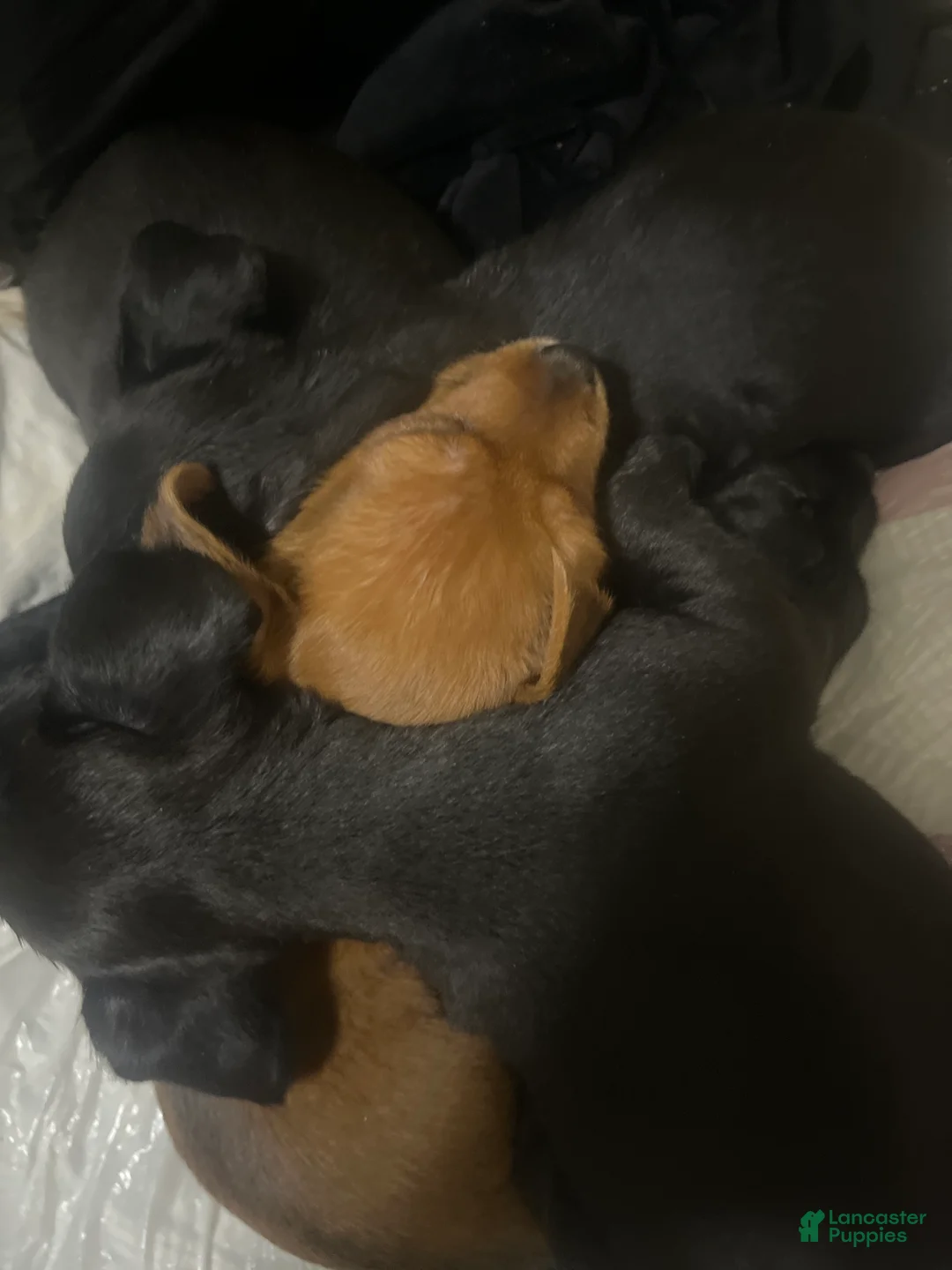 Mixed Breed dogs for sale: Mixed Breed Puppy 4 - Ad 1