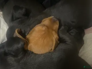 Mixed Breed dogs Mixed Breed Puppy 4 - Ad 19