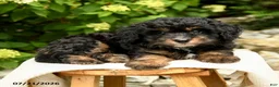 Mini Bernedoodle dogs for sale: Camila - Ad 2