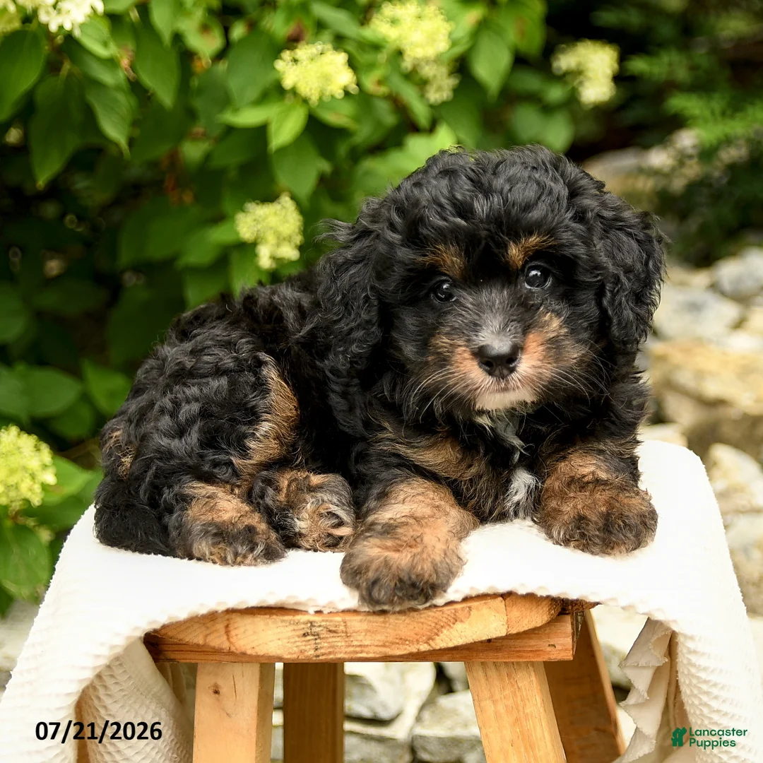 Mini Bernedoodle dogs for sale: Camila - Ad 2