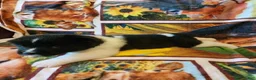 Akita dogs for sale: AKC Akita Puppy, Dolly - Ad 2