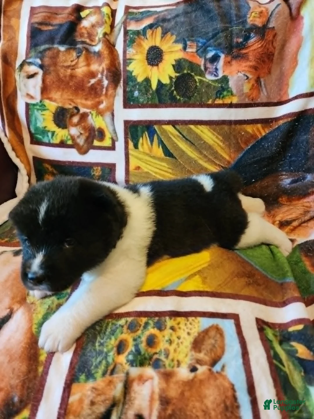 Akita dogs for sale: AKC Akita Puppy, Dolly - Ad 2