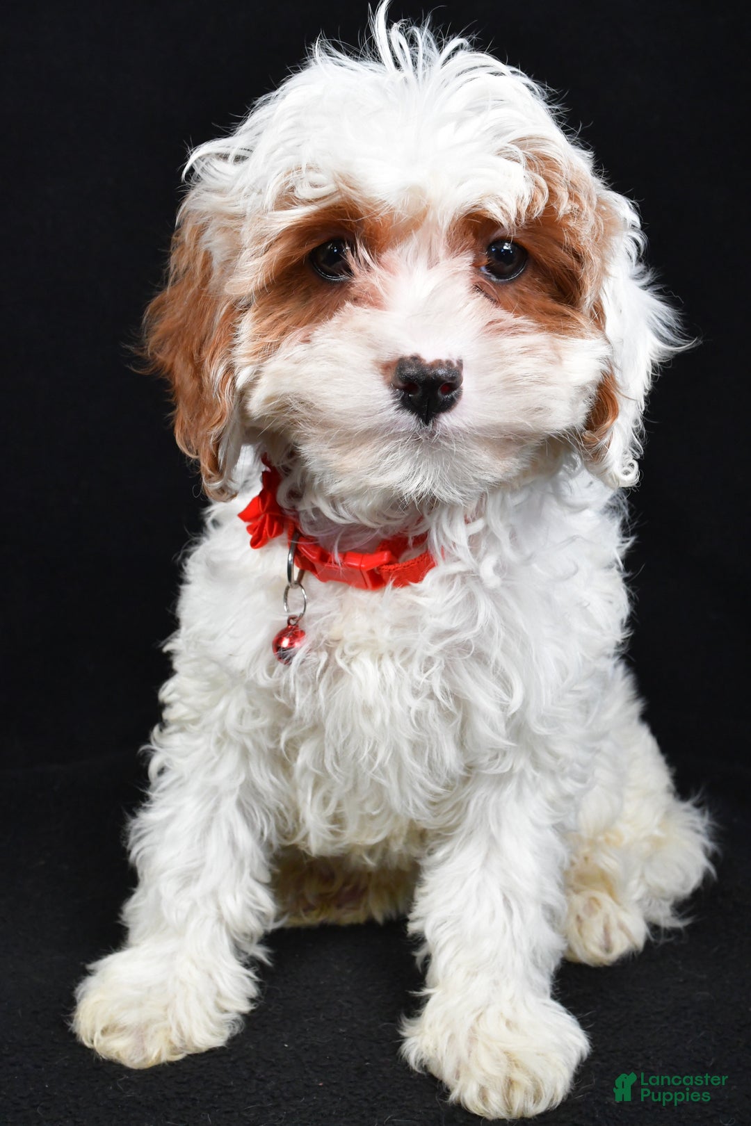 Cavapoo dogs for sale: Sienna - Ad 2