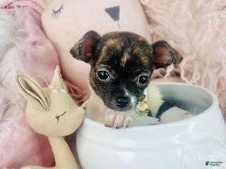 Chihuahua dogs Teacup Chihuahua Puppy 1 - Ad 22