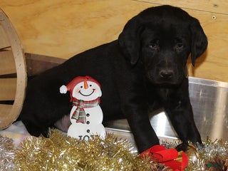 Goldador dogs Duke - Ad 6