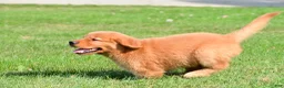 Golden Retriever dogs for sale: Charlie - Ad 8