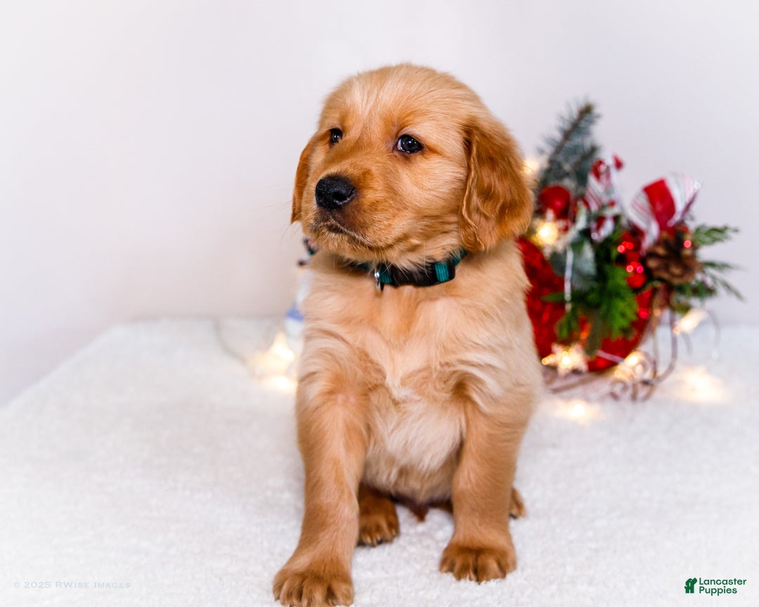 Golden Retriever dogs for sale: Benjy - Ad 2