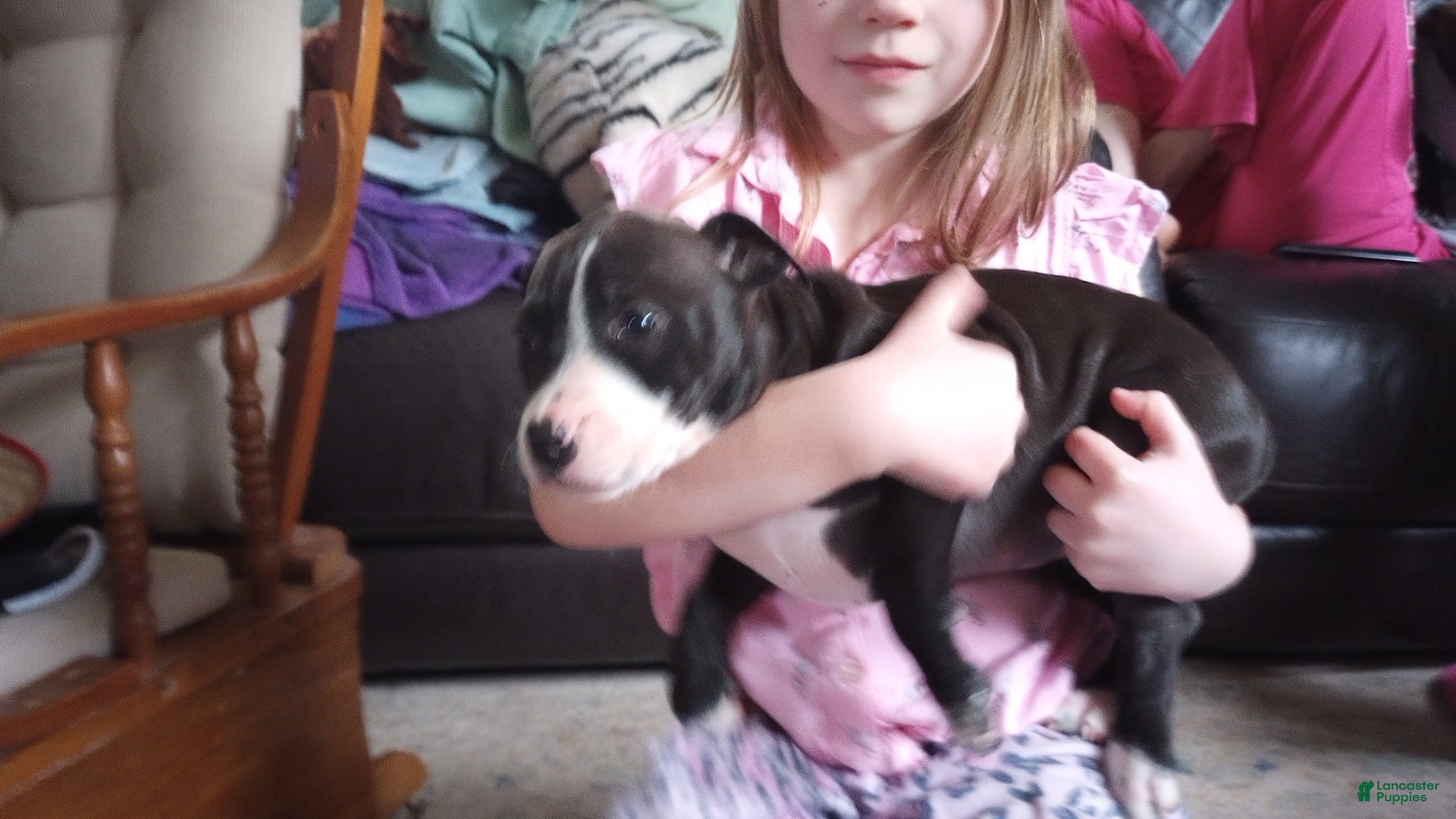 American Bully dogs Helen Maroulis - Ad 14