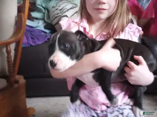 American Bully dogs Helen Maroulis - Ad 14