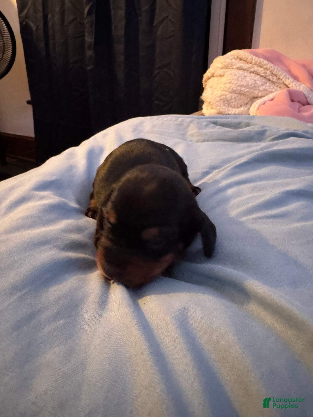 Dachshund dogs for sale: Dachshund Puppy 1 - Ad 1