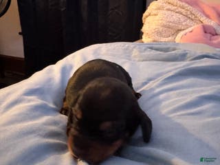 Dachshund dogs Dachshund Puppy 1 - Ad 16