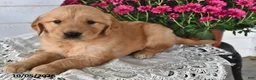 Golden Retriever dogs for sale: Roxy - Ad 2