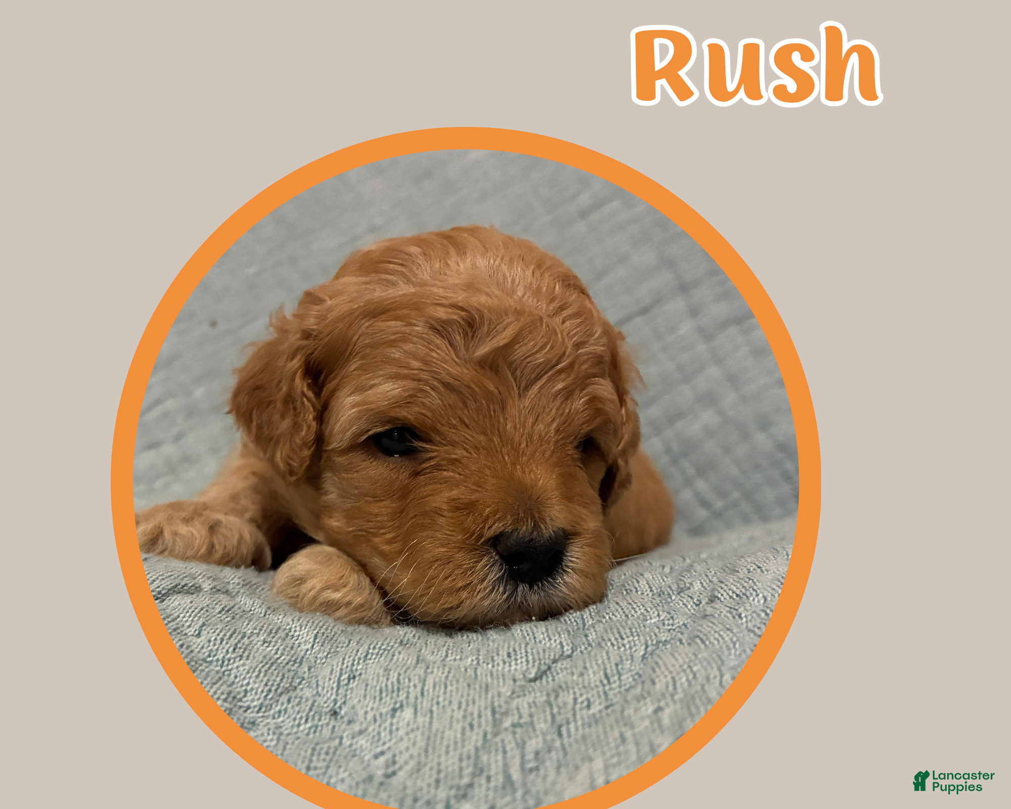 Cavapoo dogs Rush - Ad 2