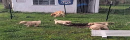 Golden Retriever dogs for sale: Meatball  - Ad 11