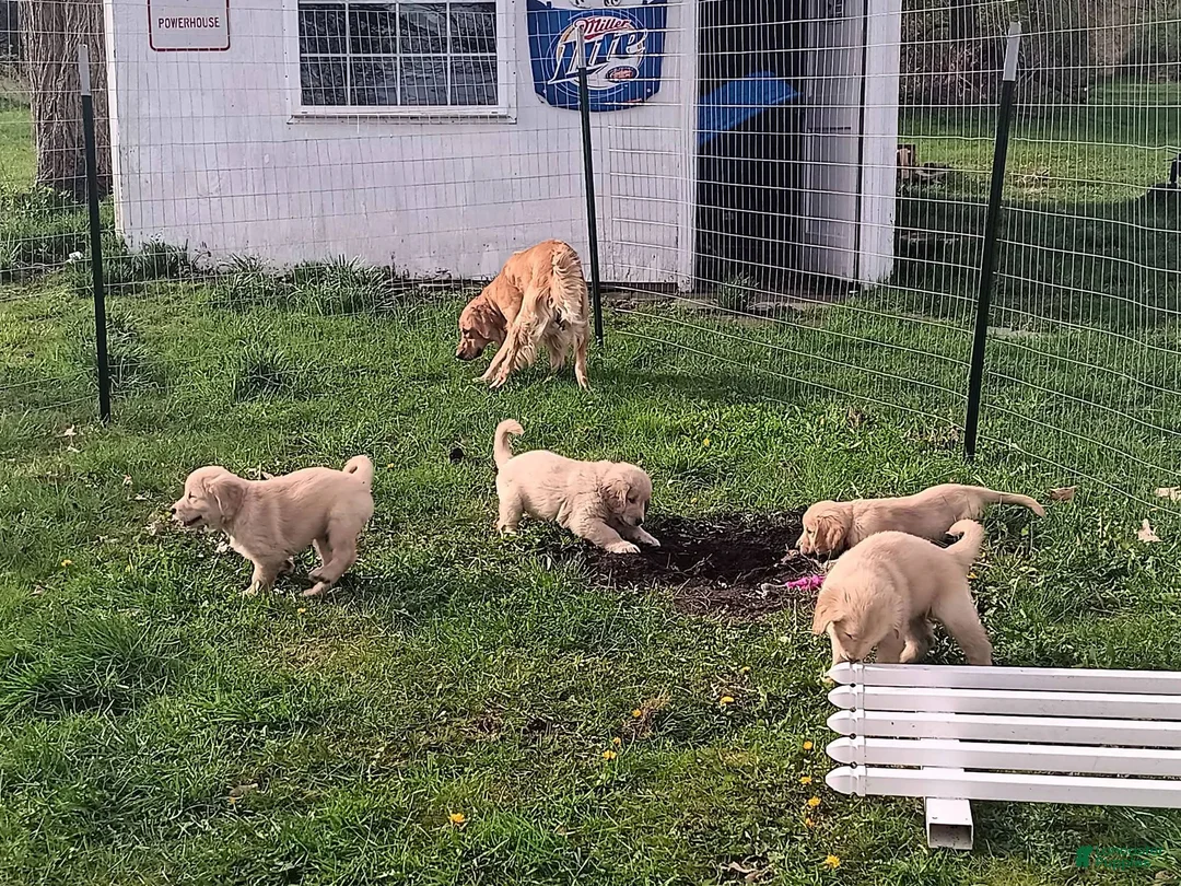 Golden Retriever dogs for sale: Meatball  - Ad 11