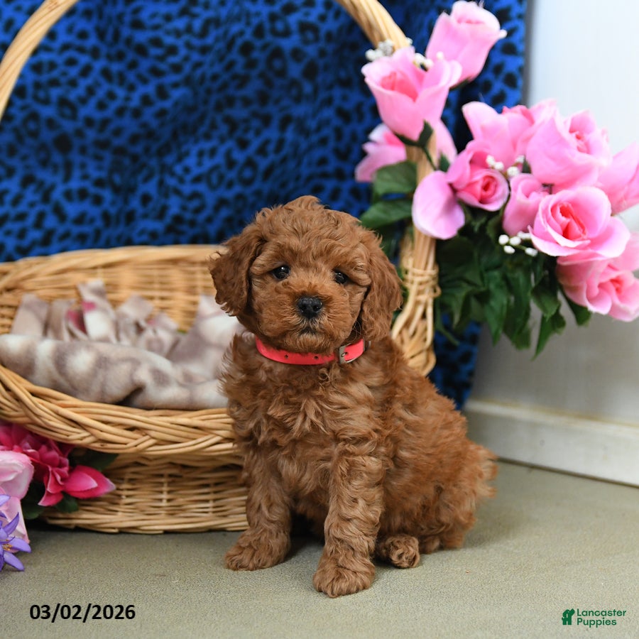 Miniature Poodle dogs Emmy - Ad 1