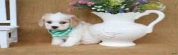 Cavachon dogs for sale: Tucker - Ad 9