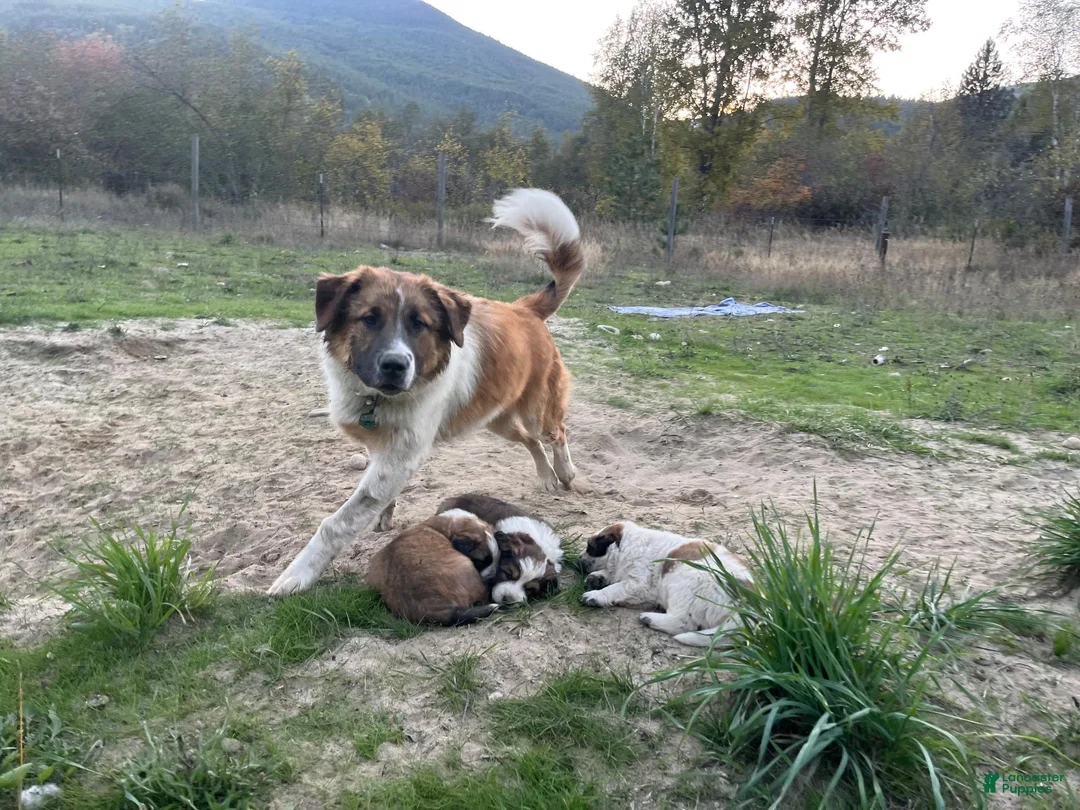 Mixed Breed dogs for sale: Otter - Ad 7