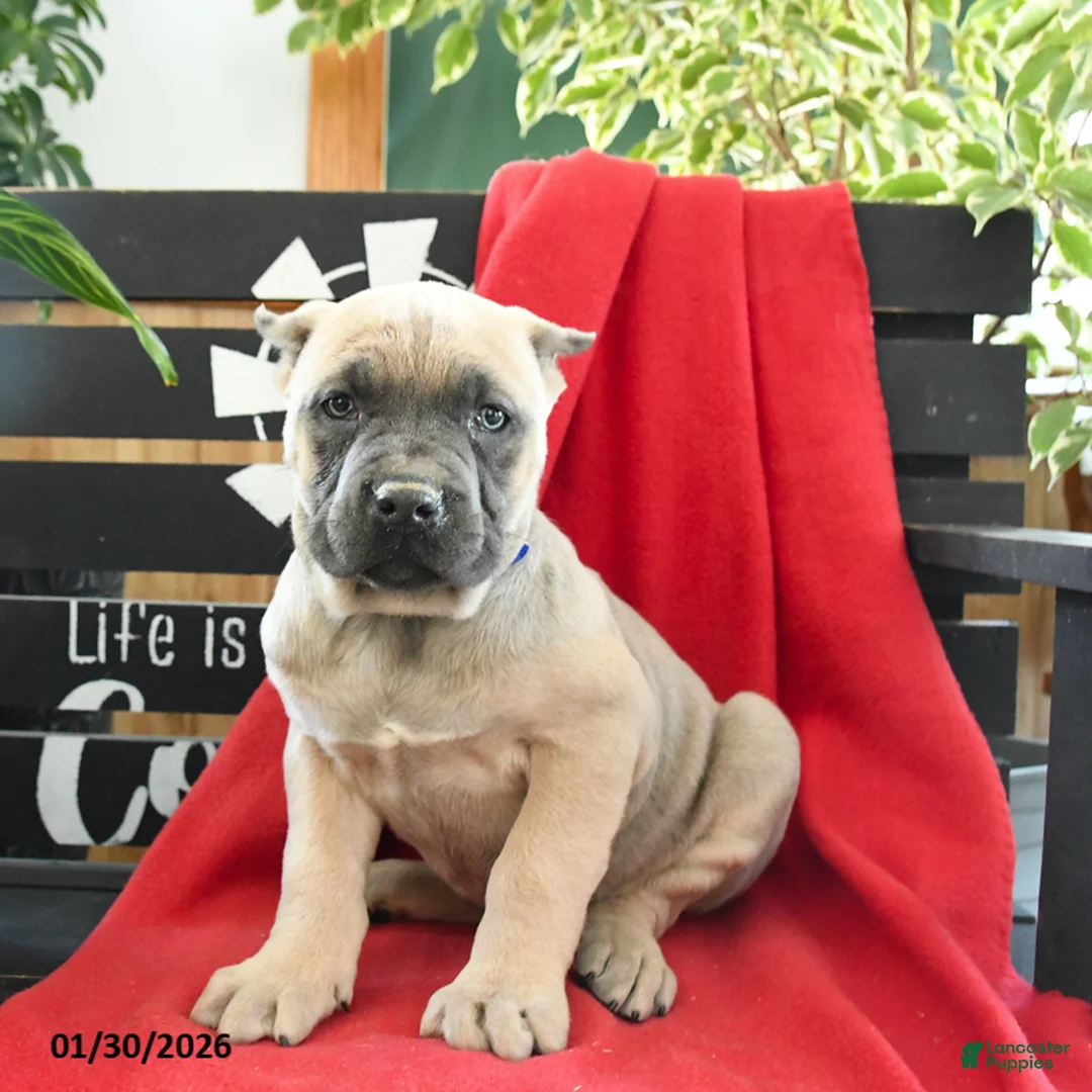 Cane Corso dogs for sale: Enzo - Ad 5