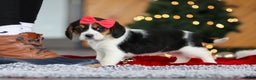 Beagle dogs for sale: Violet  - Ad 3