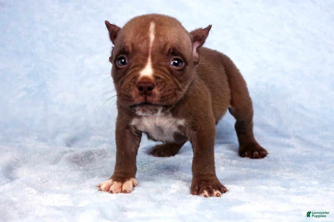 American Bully dogs for sale: Black Tri Merle Split Face Female - Ad 16