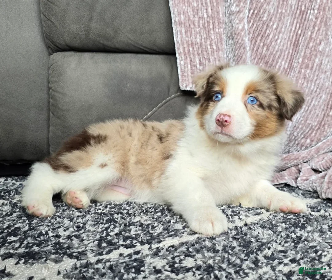 Australian Shepherd dogs for sale: Australian Shepherd Puppy 2 - Ad 1